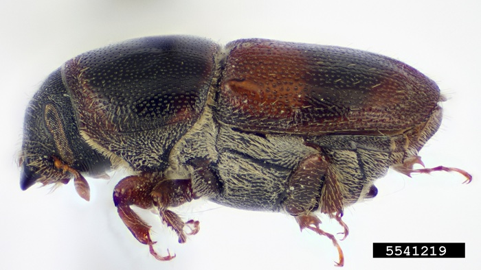 Close-up photograph of a banded elm bark beetle, dark brown with a reddish band across its back