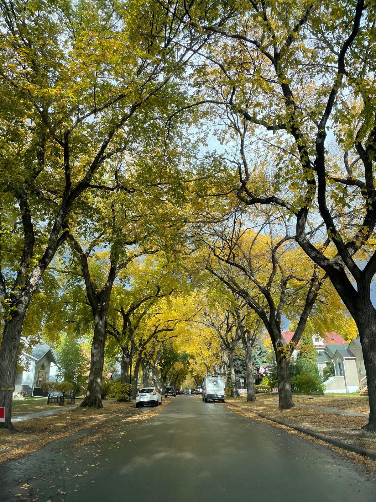 An Edmonton residential street in autumn, with mature elms arching over the road from both sides