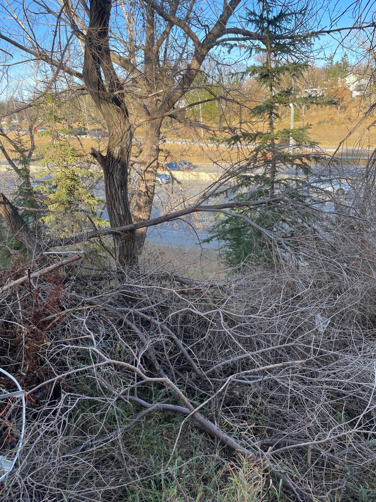 A tangle of dead Siberian elm branches in a naturalized area near Highlands, with a road behind